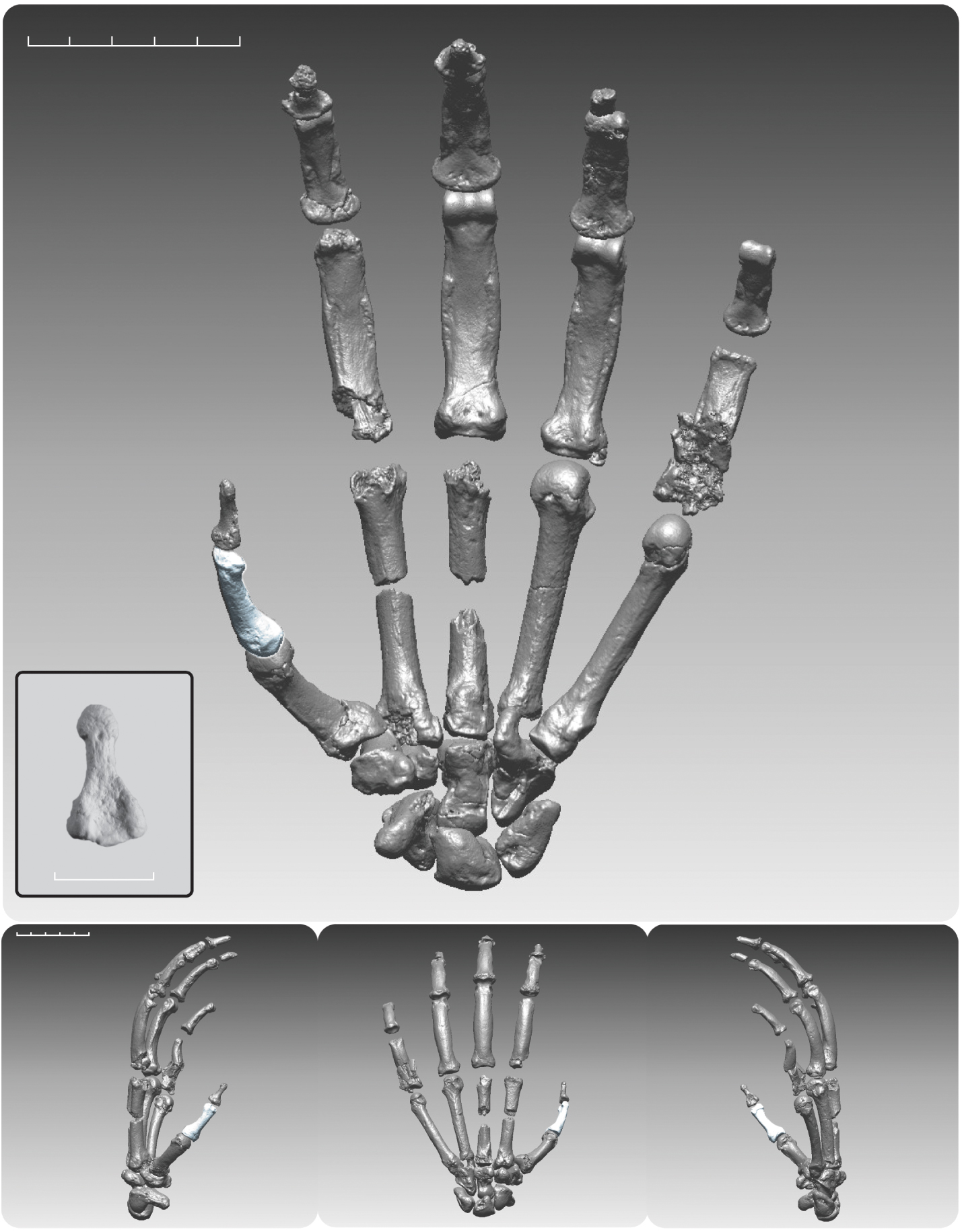 Ardipithecus ramidus digitally rendered composite hand